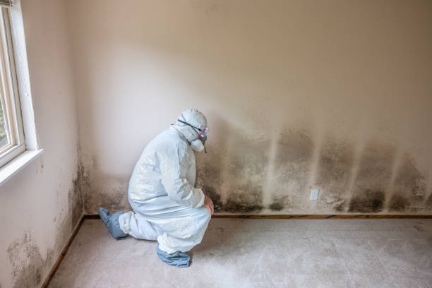 Best Mold Remediation for Schools in Monmouth, OR